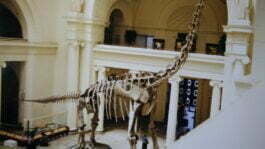 Titanosaur Titanosaur