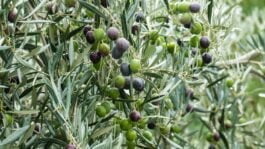 Olives have more than just liquid gold to offer Olives have more than just liquid gold to offer