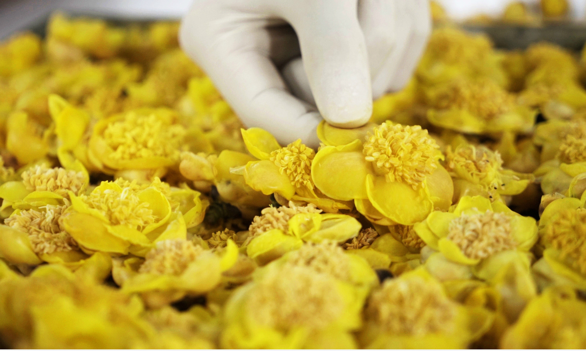 Unveiling the Profound Effects of Camellia Chrysantha: A Journey into its Health Benefits Unveiling the Profound Effects of Camellia Chrysantha: A Journey into its Health Benefits