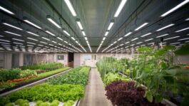 Global Grow Lights Market to Reach USD 21.4 Billion by 2034: Indoor Farming Revolution Global Grow Lights Market to Reach USD 21.4 Billion by 2034: Indoor Farming Revolution